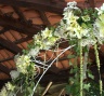 Оформление свадебного президиума - арка из цветов